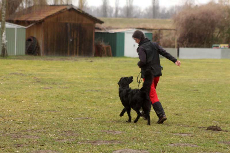 20150301-Ka-IMG6709-NZB-Negro-Lobo