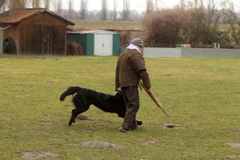 20150301-Ka-IMG6713-NZB-Negro-Lobo