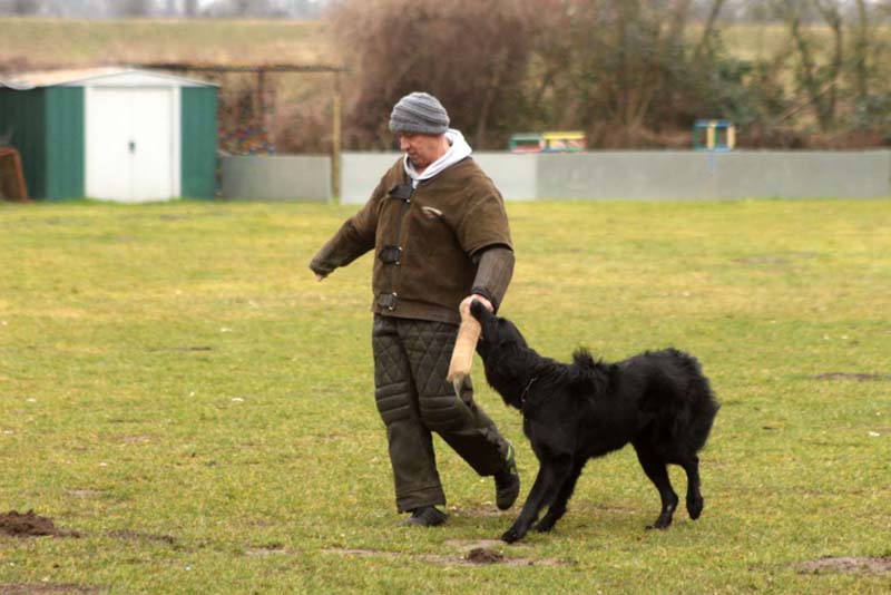 20150301-Ka-IMG6724-NZB-Negro-Lobo