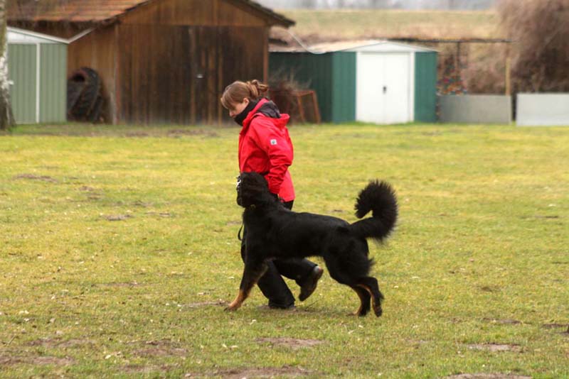 20150301-Ka-IMG6766-NZB-Negro-Lobo