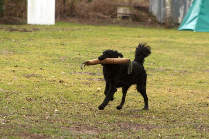 20150301-Ka-IMG6800-NZB-Negro-Lobo